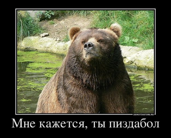 Приколы про медведей с надписями