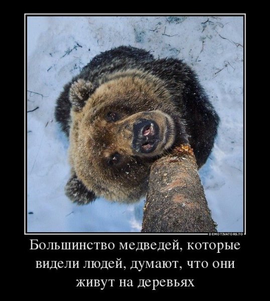 Шутки про медведя