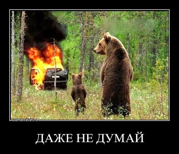 Мишки в лесу демотиватор