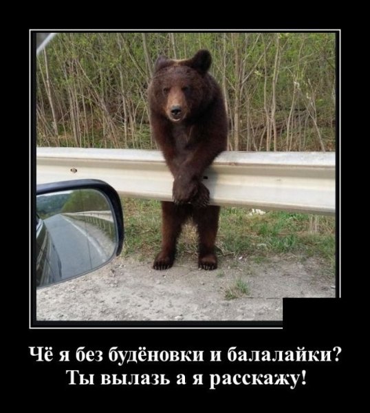 Медведь в лесу