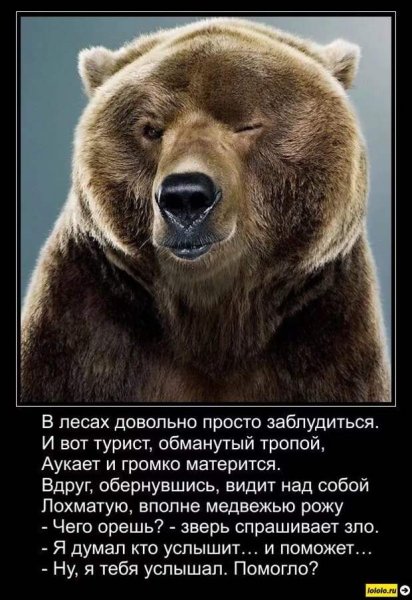 Лечу запор взглядом медведь