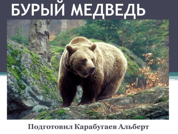 Встреча с медведем