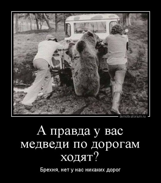 Бурый медведь смешной