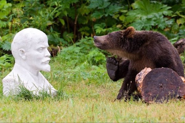 Шутки про медведя