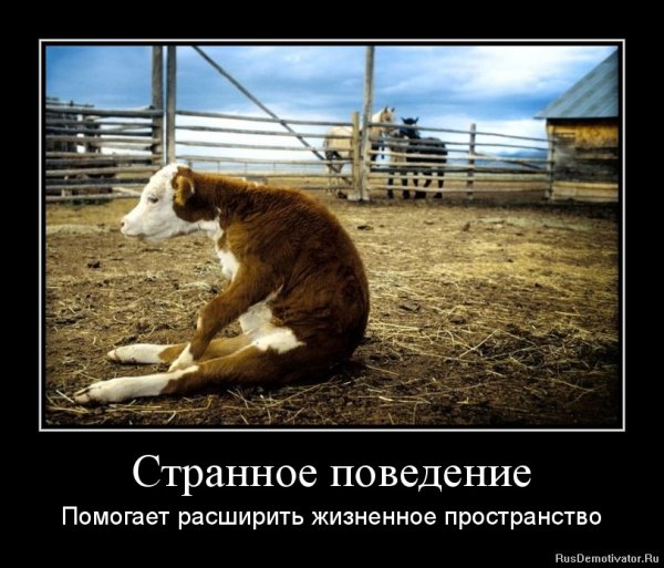 Демотиватор пример