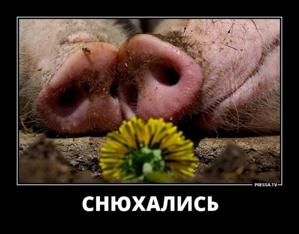 Демотиваторы про любовь