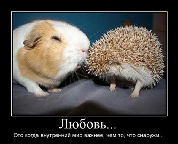 Прикольные про любовь