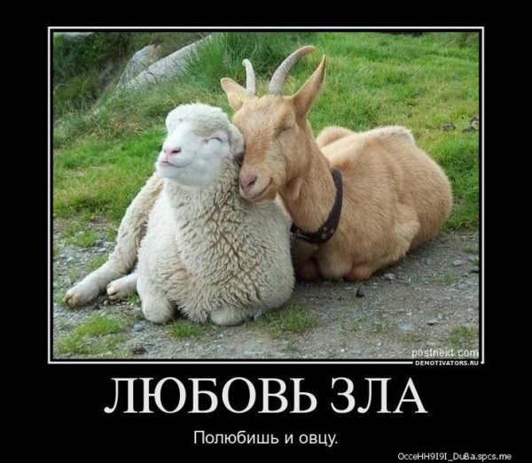 Любовь зла полюбишь и овцу