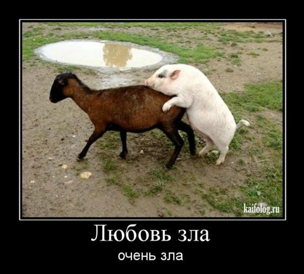 Любовь зла юмор