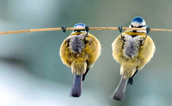 Прикольные птички