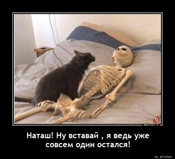 Демотиваторы Наташа и коты