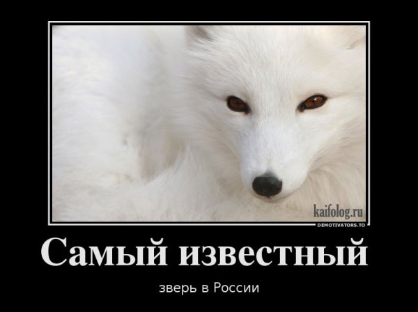 Полный песец демотиватор