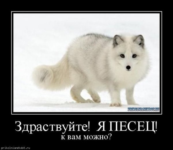 Полный песец.