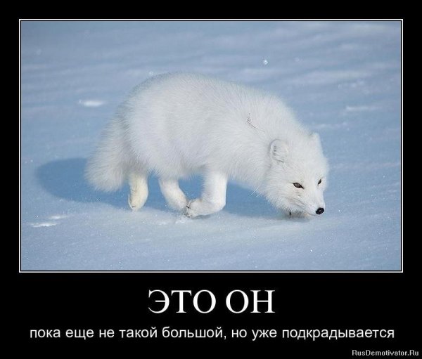 Песец крадется