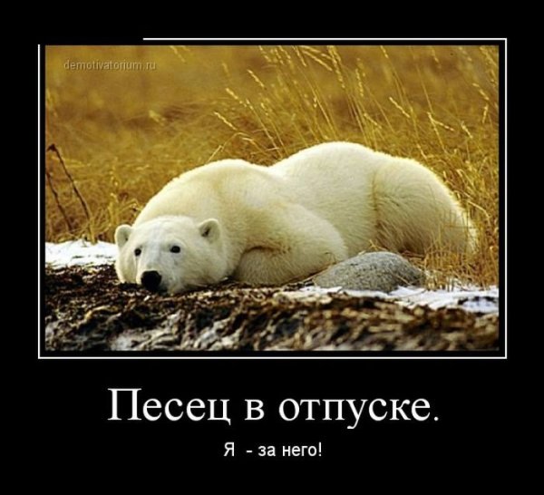 Песец в отпуске я за него