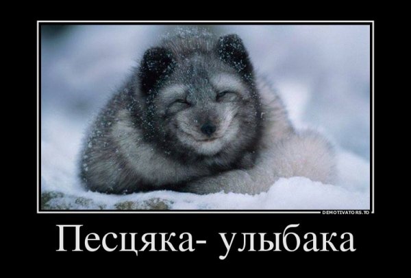 Песец подкрался незаметно