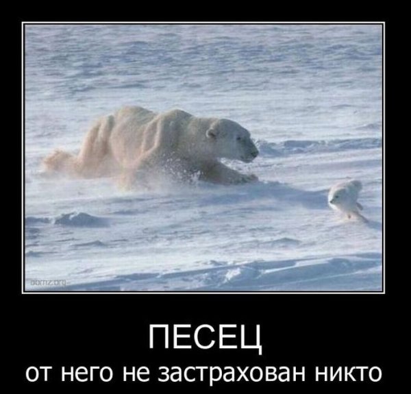 Песец юмор