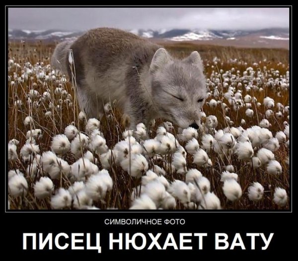 Песец демотиваторы