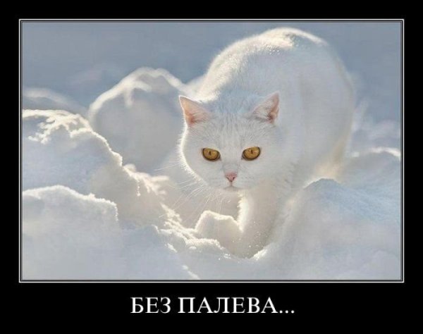 Белый кот демотиватор