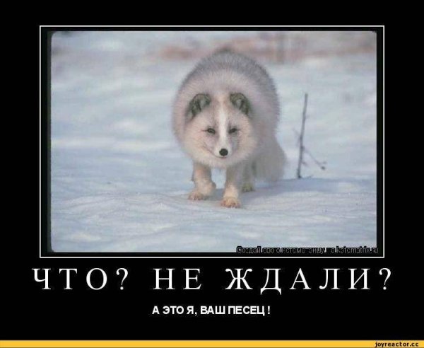 Песец пришел