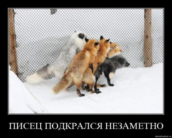 Песец подкрался незаметно