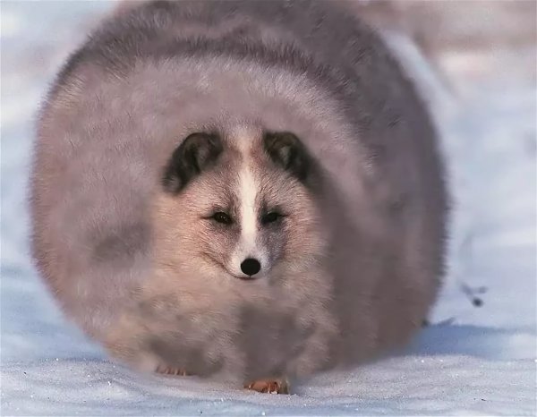 Песец смешной