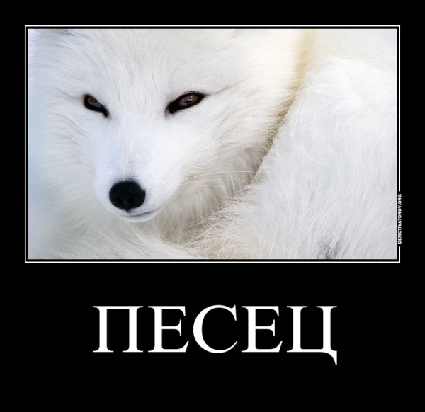Песец демотиваторы