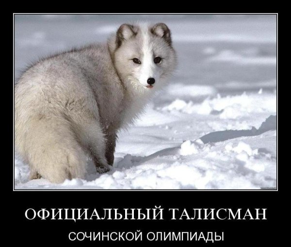 Полный песец демотиватор
