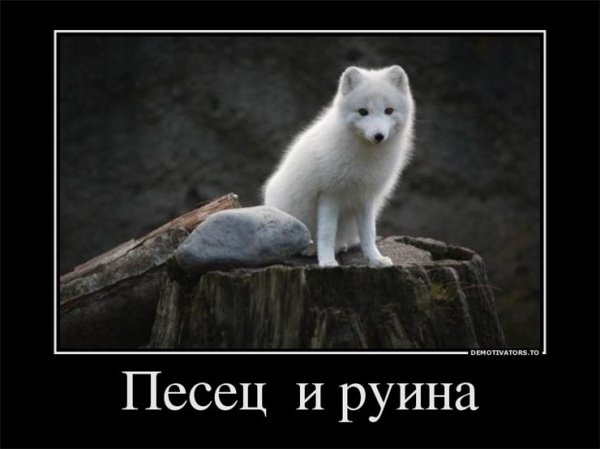 Песец демотиваторы