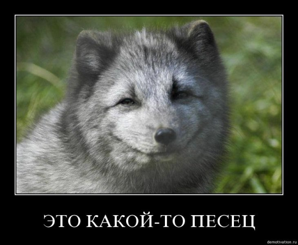 Песец смешной
