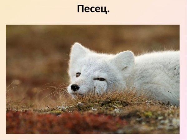 Полный песец.