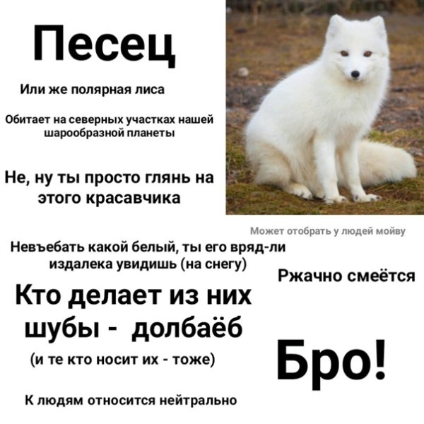 Полный песец Мем