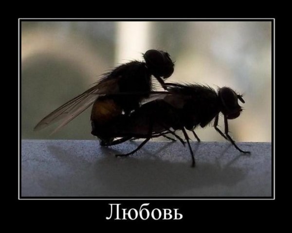 Любимая демотиватор