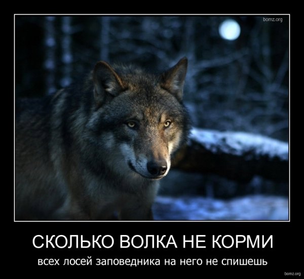 Волк демотиватор