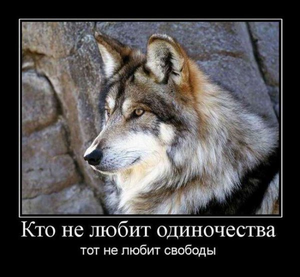 Волк со смыслом