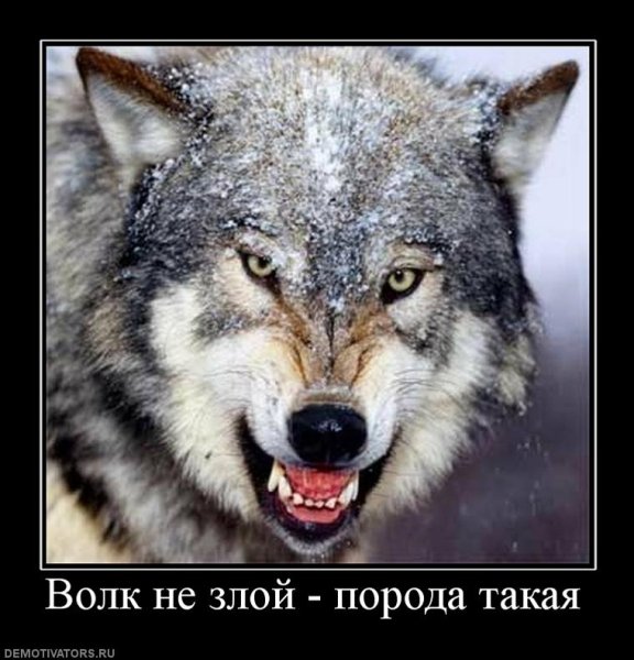 Влюбленный волк не хищник