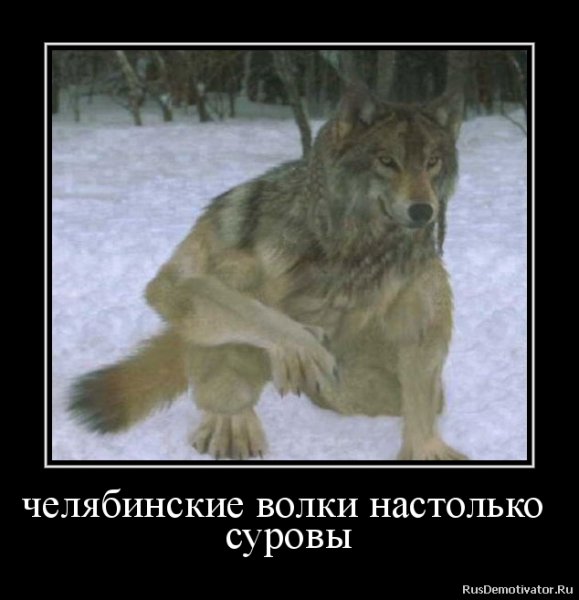 Смешные цитаты про Волков