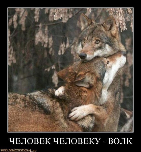Волк демотиватор