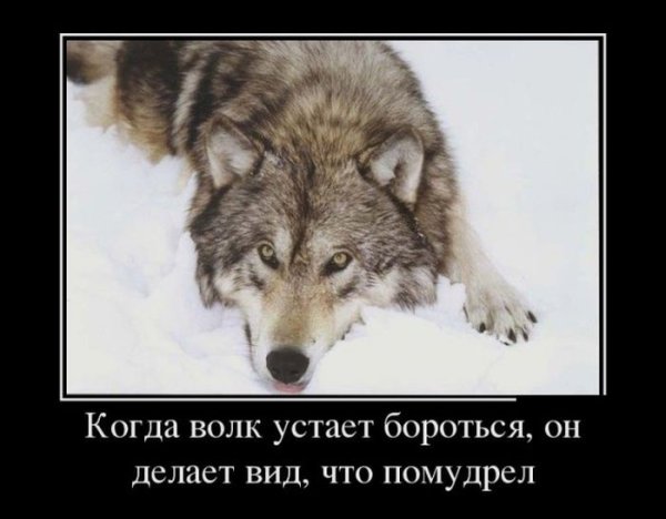 Смешные цитаты про Волков