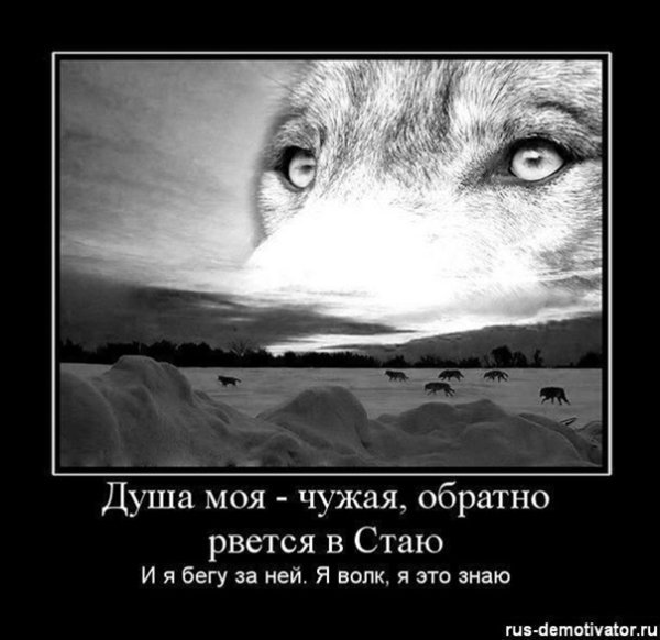 Волк демотиватор