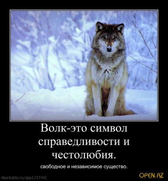 Волк одиночка демотиватор