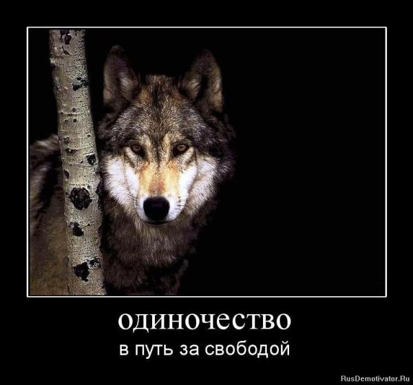 Волк демотиватор