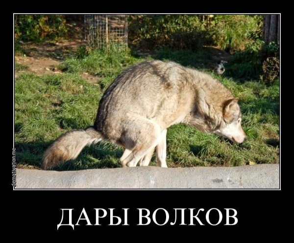 Волк демотиватор