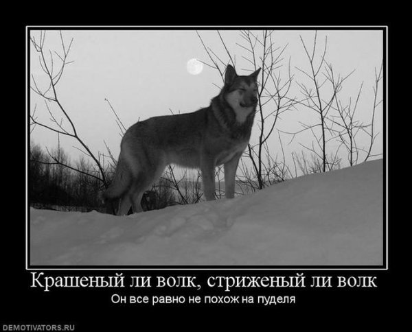 Демотиваторы про Волков