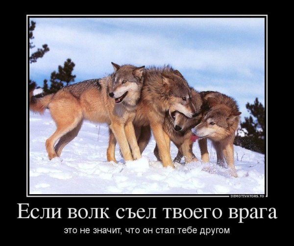 Шутки про Волков