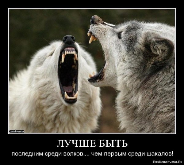 Лучше быть последним среди Волков