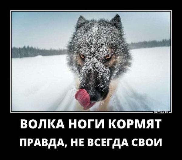 Волк демотиватор