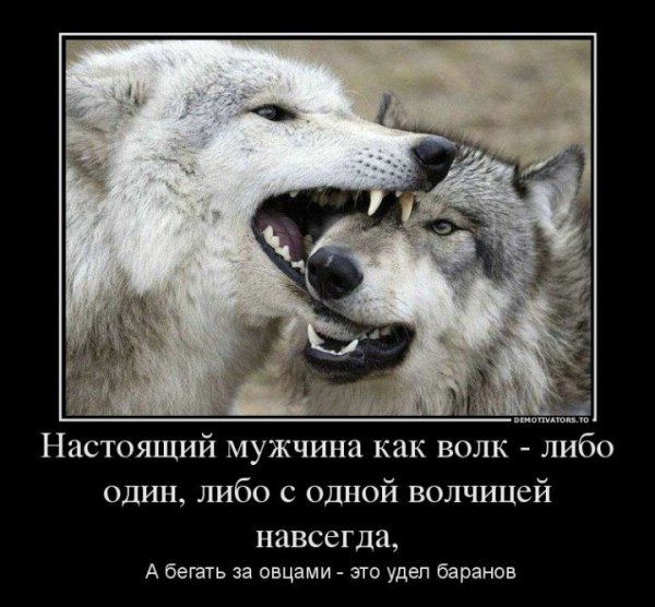 Волк либо один либо с одной волчицей
