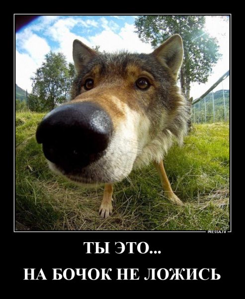 Волк демотиватор