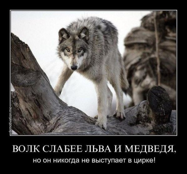 Мальчик и волки притча